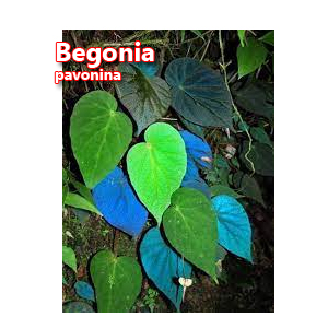 Begonia pavonina